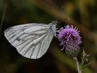 289 - GREEN VEINED WHITE - YOUNG ALAN - united kingdom <div